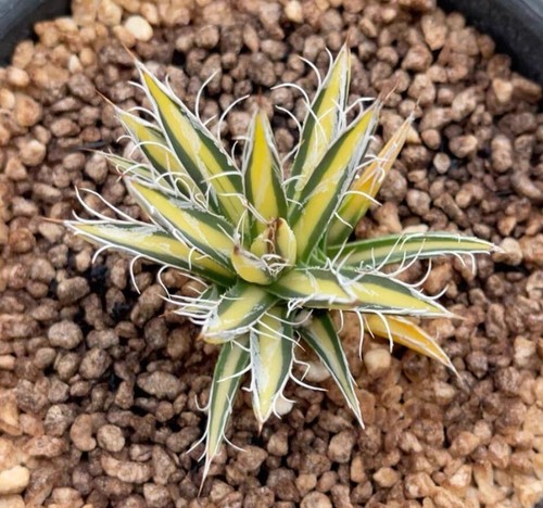 Rara agave parvifora - rara,