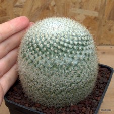 Mammillaria elegans Vaso 10 cm