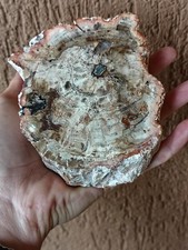 Fossili * LEGNO FOSSILE