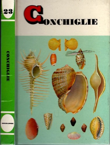 Conchiglie specie tutto il - conchiglie,