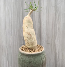 Pianta di cactus succulenta