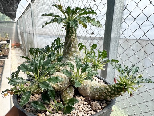 Dorstenia lavrani horwoodii - x,