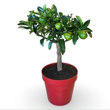 Pianta di Limone 4 stagioni