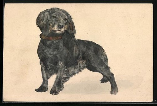 Cartolina setter irlandese - setter,