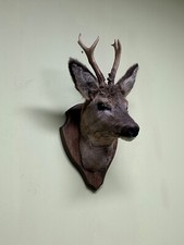 Roe deer head on the board
