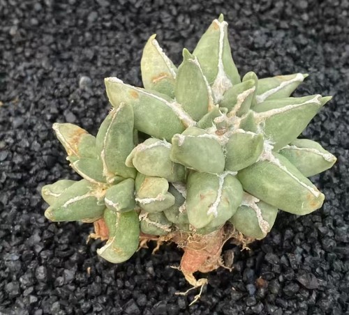Vendita raro cactisacra - vendita,