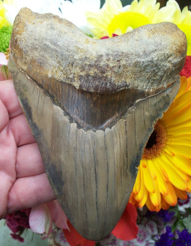 Massive megalodon shark - megalodon, tooth