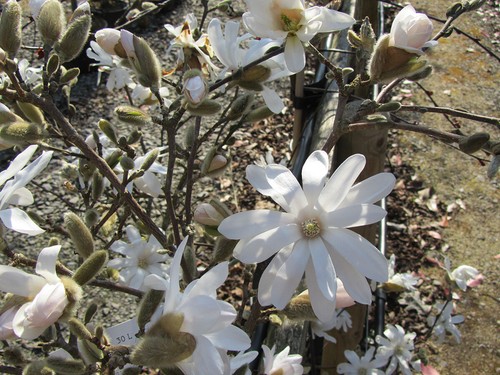 Pianta magnolia stellata a - pianta,