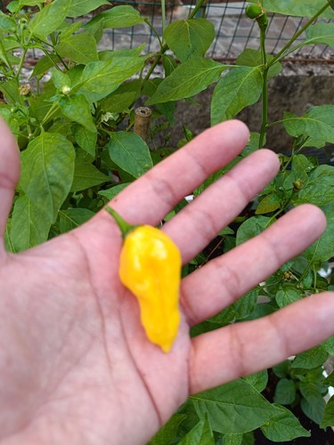 Semi fatalii - fatalii,,