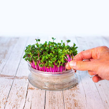 Germogliatore Automatico in