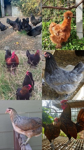 Ayam cemani - ayam,