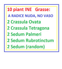 10 piant-INE Grasse a radice nuda,In scatolina Posta1 LEGGERE BENE DESCRIZIONE
