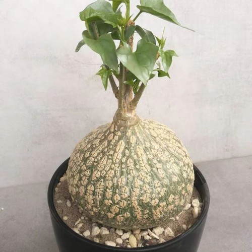 1pz piante cactus - 1pz, di