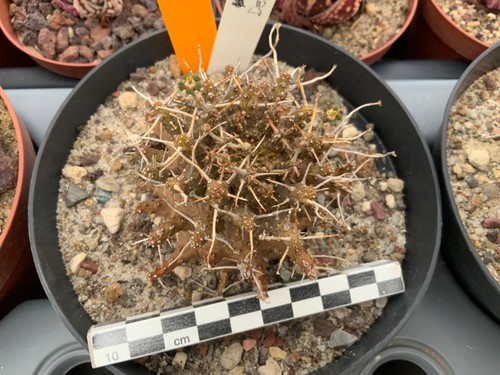 197 euphorbia decepta - euphorbia, rare