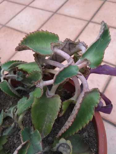 Pianta vaso di - vaso,