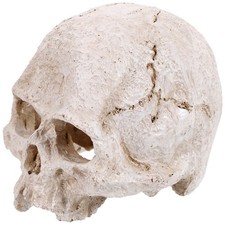  Modellino Cranio Anatomia Teschio Decorativo Realistico Modello Umano