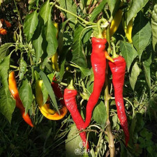 Seeds of Hot pepper Tsitsak