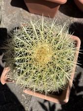 Echinocactus grusonii - echinocactus,