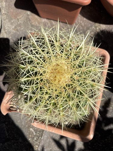 Echinocactus grusonii - echinocactus,