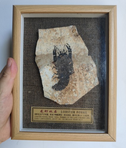 Framed ancient lobster fossil - framed,