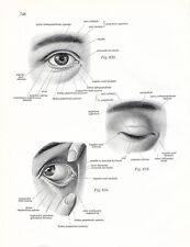 Stampa antica ANATOMIA dell' OCCHIO oculista medicina Sobotta 1931 Antique print
