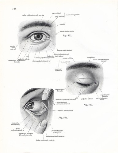 Stampa antica anatomia dell - anatomia, dell'