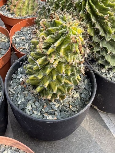 Thelocactus setispinus