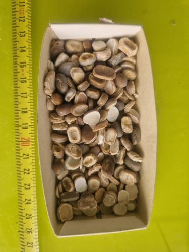 Denti phacodus - 3,