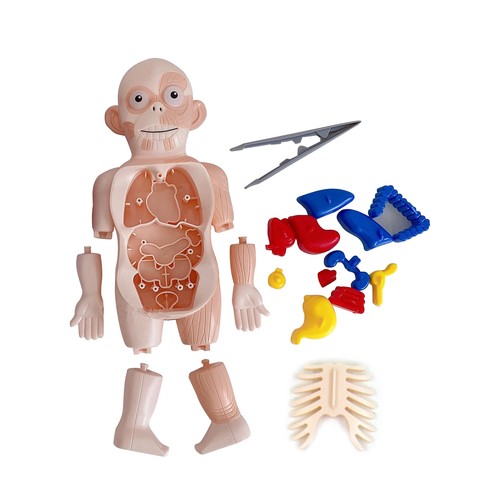 Puzzle corpo umano anatomia - puzzle,