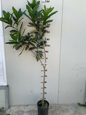 Pianta syzygium malaccense - pianta,