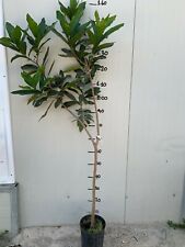 Pianta Syzygium malaccense, mela rosa, mela malese foto reali , frutti tropicali