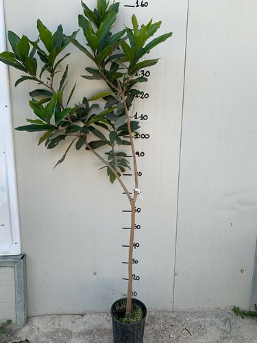 Pianta syzygium malaccense - pianta,