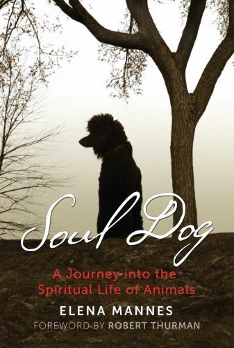 Soul dog journey - soul, into