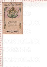 E8898 PIANTA MEDICINALE GENZIANA GIALLA GENTIANA LUTEA FIORE 