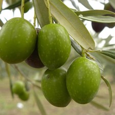 PIANTA DI ULIVO