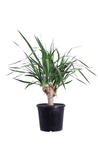 Pianta vera dracena draco - pianta,