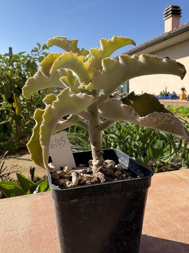Kalanchoe beharensis - kalanchoe,
