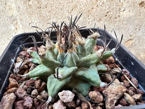 Turbinicarpus alonsoi xichu - alonsoi,
