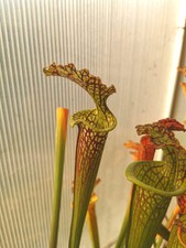 Sarracenia alba HCW cl. F x flava ornata Improved BV, Taglia L -Pianta Carnivora