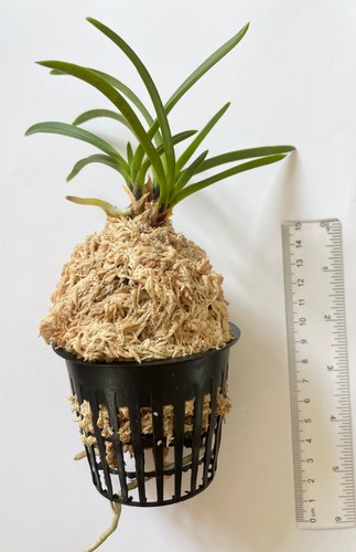 Neofinetia falcata hoshiguruma - falcata,