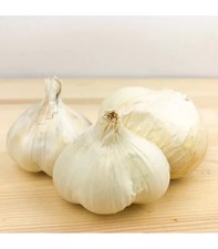 50 SEMI DI AGLIO BIANCO -  50