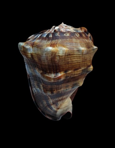 Shell conchiglia cassis - conchiglia,