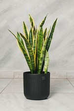 Pianta di Sansevieria Vaso 18cm H 65cm foto reali pianta d'appartamento