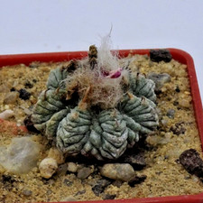Cactus - Cactus - Aztekium ritterii a radice oltre 2 cm