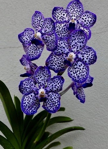 Vanda blue spotter dream nuovo - vanda,