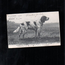 cpa chien de race f maissen