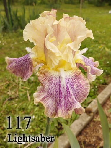 Rizoma iris germanica - 1,