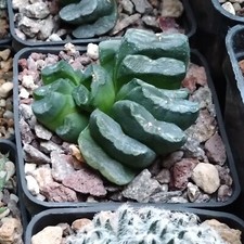 Haworthia truncata