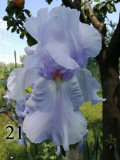 5 rizomi Iris Germanica