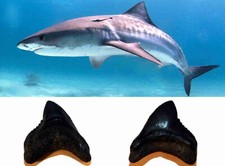 Galeocerdo contortus Dente